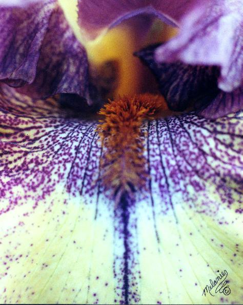 Iris Close-Up