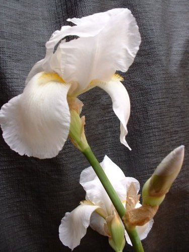 White Historic Iris