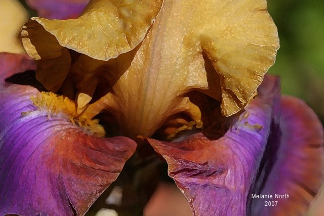 Photographing Irises