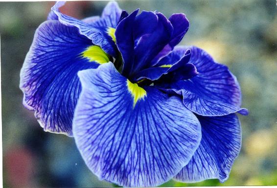 Photographing Irises 