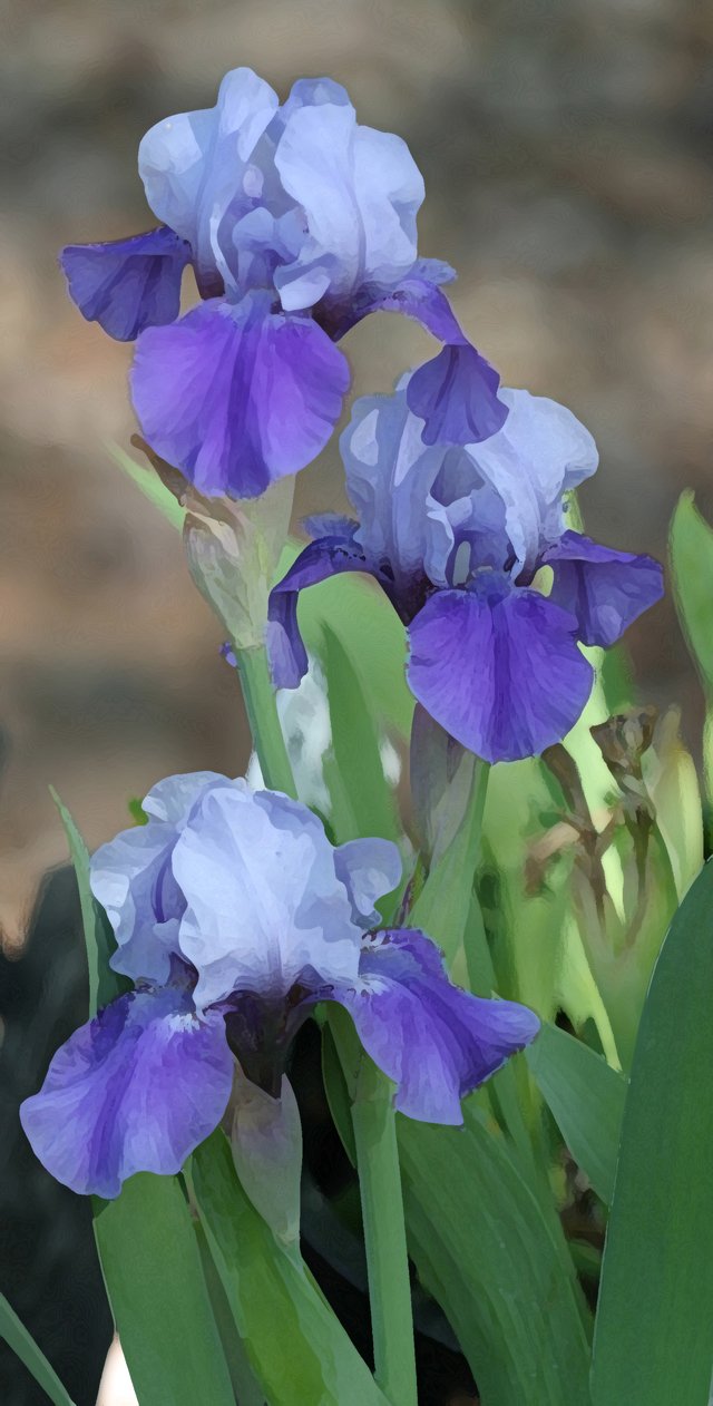 Photographing Irises and Roses