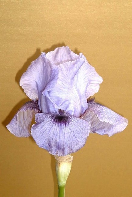 Photographing Irises and Roses