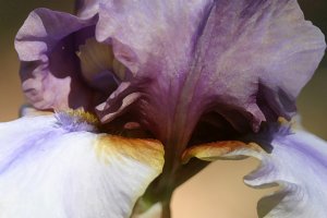 Photographing Irises and Roses